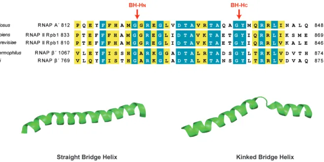 Figure   6.   Conserved   active   site   element:   the   bridge   helix   (BH).   (A)   The   sequences   alignment   of   the   BH   from   archaeal    RNAP   (P