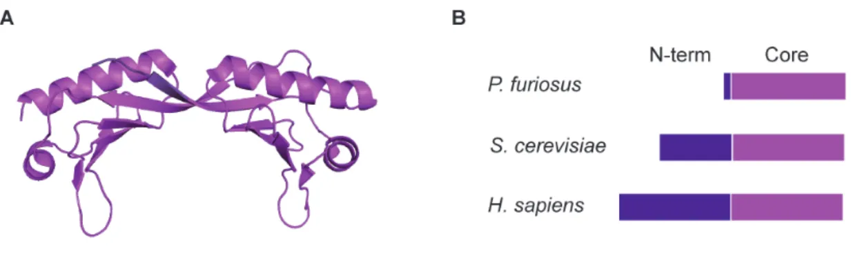 Figure    8.    Structure    and    domain    organization    of    TBP.    (A)    Structure    of    archaeal    TBP    from   M