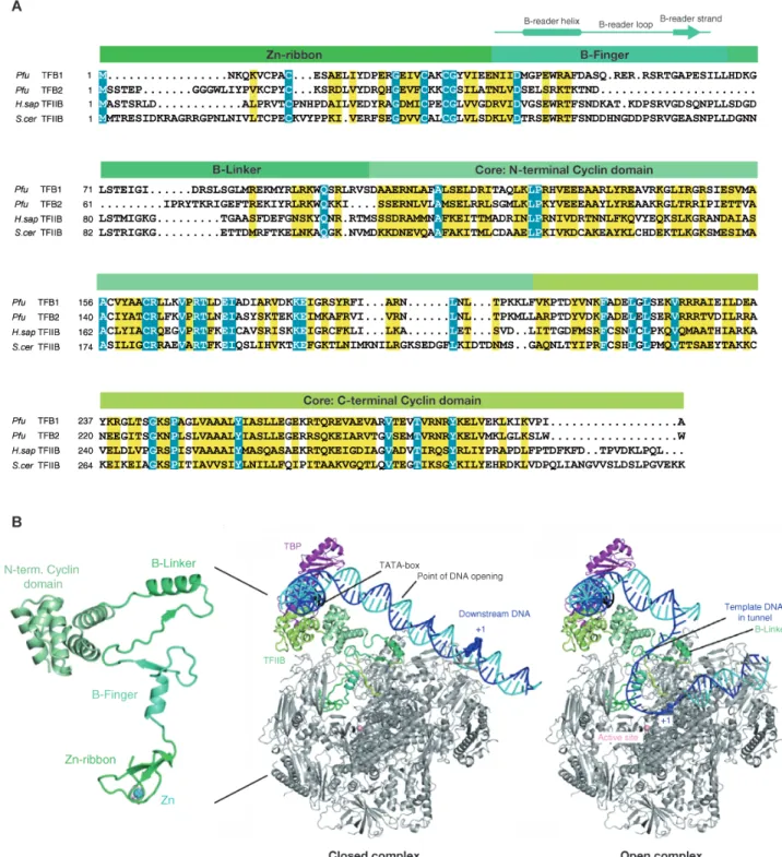 Figure   9.   Structure   and   domain   organization   of   TF(II)B.   (A)   The   sequences   alignment   from   archaeal   TFB1   and   TFB2   (P