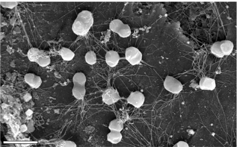 Figure   1.   Growth   of   P.   furiosus   on   the   surface   of   sand   grains   from   its   natural   habitat,   visualized   by   scanning   electron    microscopy