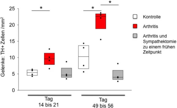 Abb.  3:  Mittlere  Dichte  Tyrosinhydroxylase-positiver  (TH+)  Zellen  in  Gelenken  von  Mäusen  mit induzierter Arthritis (rot) im Vergleich zu früh sympathektomierten arthritischen Mäusen  (grau), und im Vergleich zur Kontrollgruppe (weiß)