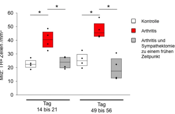 Abb. 5: Mittlere Dichte Tyrosinhydroxylase-positiver (TH+) Zellen in der Milz von Mäusen mit  induzierter  Arthritis  (rot)  im  Vergleich  zu  früh  sympathektomierten  arthritischen  Mäusen  (grau), und im Vergleich zur Kontrollgruppe (weiß)