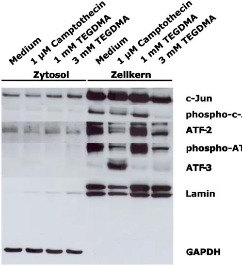 Abbildung 6: Der Einfluss von TEGDMA und Camptothecin auf die Expression von  c-Jun, ATF-2 und ATF-3 in tHPC