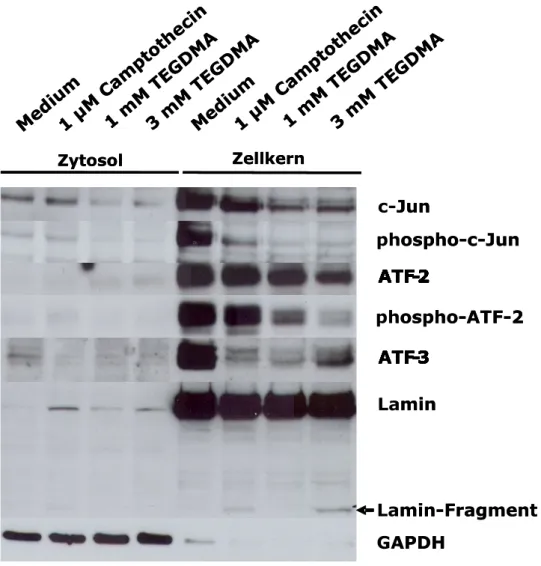 Abbildung 7: Der Einfluss von TEGDMA und Camptothecin auf die Aktivierung von  c-Jun,  ATF-2  und  ATF-3  in  RAW264.7  Mausmakrophagen