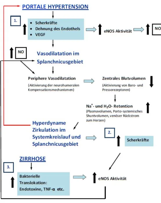 Abbildung  1:  Pathogenese  des  HZS  mit  Fokus  auf  die  Splachnikuszirkulation.  (1)  Faktoren,  die  bei  portaler  Hypertension früh hochreguliert werden