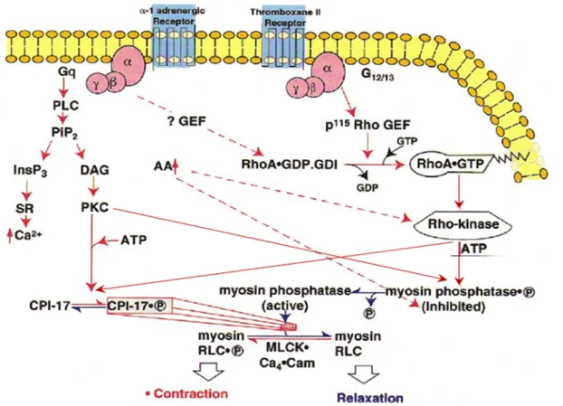 Abbildung  2:  Regulation  von  Myosin  im  glatten  Gefäßmuskel.  Die  Aktivierung  der  Rho-Kinase  durch  Rho- Rho-GTP bewirkt eine Phosphorylierung der regulatorischen Untereinheit der Myosin-Phosphatase (RLC)