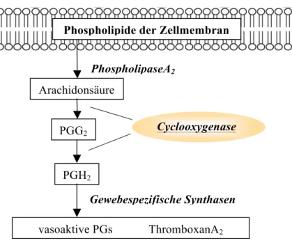Abbildung 3: Signaltransduktion des Cyclooxygenase-Signalwegs 
