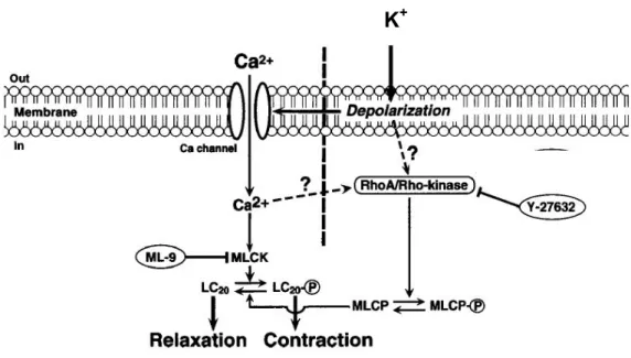 Abbildung 5: KCl-induzierte Ca 2+ -Sensibilisierung. Modifiziert nach Mita et al. 2002