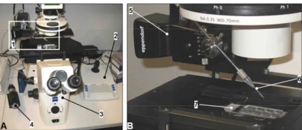 Abbildung  4:  Fluoreszenz-Invertmikroskop  zur  Isolierung  von  Einzelzellen:  A:  Mikroskop  und  Vorrichtung  zur  Isolation  von  Einzelzellen:  (1)  Mikromanipulator  mit  Kapillare,  (2)  Bedienelement  für  den  Mikromanipulator,  (3) Mikroskop, (4