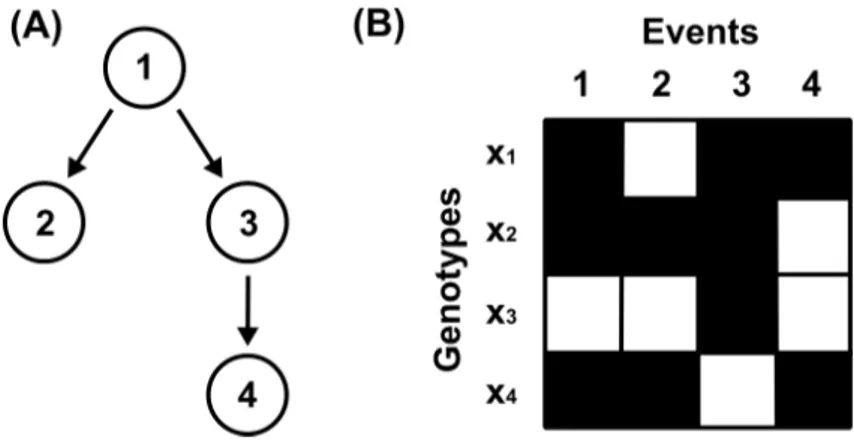 Figure 2.4: Example graph and dataset. (A) Example graph with four nodes.