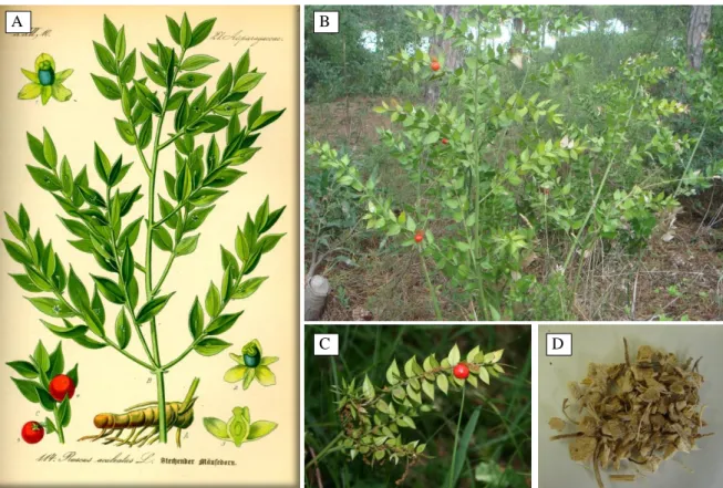 Figure 3.2., A: Illustration of  Ruscus aculeatus L., B:  Ruscus aculeatus plant, C:  Ruscus aculeatus twig, D: 