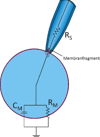 Abbildung 11: Vereinfachtes Schaltbild der Whole cell Ableitung 