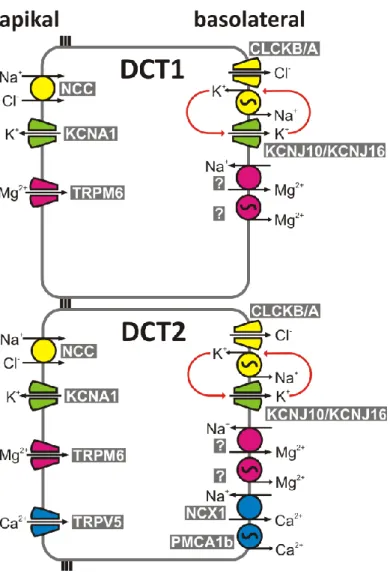 Abbildung 2: Schematische Darstellung von Zellen des frühen und späten DCT 