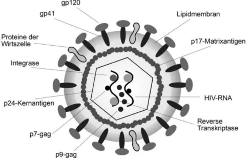 Abbildung 1.2. Das HIV und seine Bestandteile [Gelderblom et al., 1993]. 