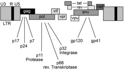Abbildung 1.3. Genetischer Aufbau eines HIV [Rubbert-Roth &amp; Behrens, 2010]. 
