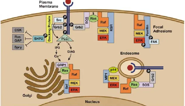 Figure 3    Receptor tyrosine kinase (RTK) to ERK signaling: Ras and ERK activation at various intracellular  compartments