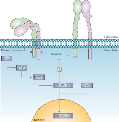 Figure 4 Depiction of the MAPK pathway and its inhibitory scaffolding protein PEA-15. Taken from (Kinbara et  al