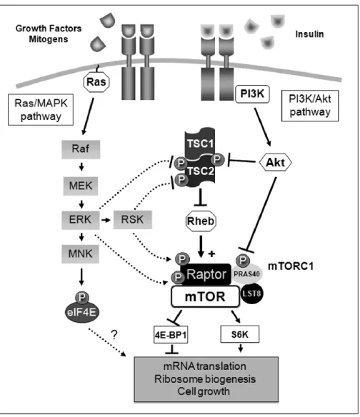 Figure 5    Schematic representation of the molecular mechanisms employed by the Ras/MAPK pathway  to  regulate  mTORC1  signaling