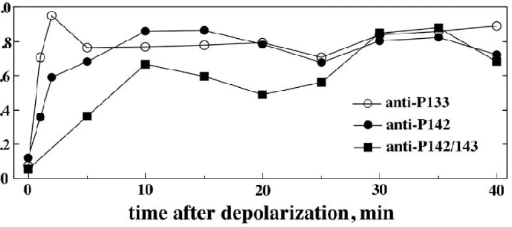 Figure 6   Distinct  kinetics  of  depolarization-induced  phosphorylation  of  CREB  at  Ser133, Ser142,  and  Ser142/Ser143