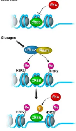 Figure 7   Model  of  gene  activation  by  concerted  action  of  CRTC2  and  PRMT5  to  allow  CREB  phosphorylation  by  PKA