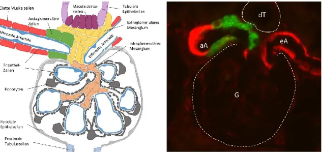 Abb.  1.2:  Links:  Schematische  Darstellung  eines  Glomerulus.  Rechts:  Immunhistochemische  Aufnahme  eines  Glomerulus  (G)  mit  afferenter  (aA)  und  efferenter  Arteriole  (eA)  sowie  distalem  Tubulus  (dT)