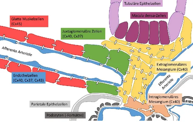 Abb.  1.4:  Gap-Junctions  im  juxtaglomerulären  Bereich.  Juxtaglomeruläre  Zellen,  glatte  Muskelzellen,  Endothelzellen  sowie  extra-  und  intraglomeruläres  Mesangium  sind  im  juxtaglomerulären  Bereich  über   Gap-Junctions  (dargestellt  durch 