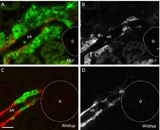 Abb.  3.9:  Immunfluoreszenzfärbung  für  Renin  (grün)  und  Sm22  (rot)  in  AS -/- -  (A  und  B)    und  Wildtyp-Mäusen  (C und D)