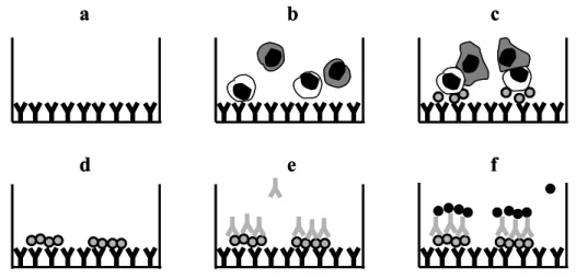 Abbildung 2  Schema zum Mechanismus des ELISpot-Assays
