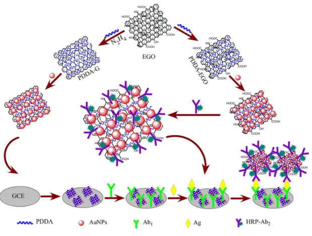 Figure 2.7. Schematic illustration of the preparation of (reduced) graphene oxide-based hybrids and the construction of the sandwich-type electrochemical immunosensor by Liu et al