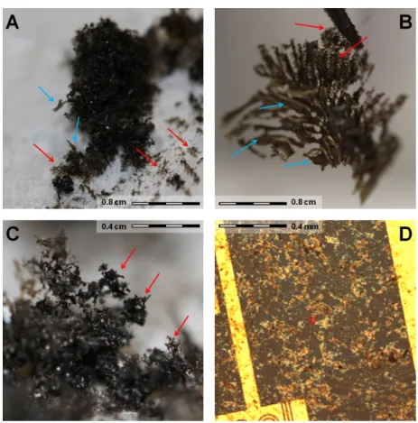Figure 4.2. Photos (A-C) and a microscopic picture (D) of graphite oxide. Red arrows mark some of the more disordered (small branch-like) regions, whereas the blue arrows point to the more organized, flat regions.