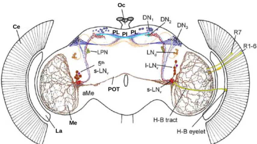 Abb. 1.2:  Das circadiane Schrittmachersystem im Gehirn von  D. melanogaster. Rot und dunkelrot dargestellt sind die LN v s, die u