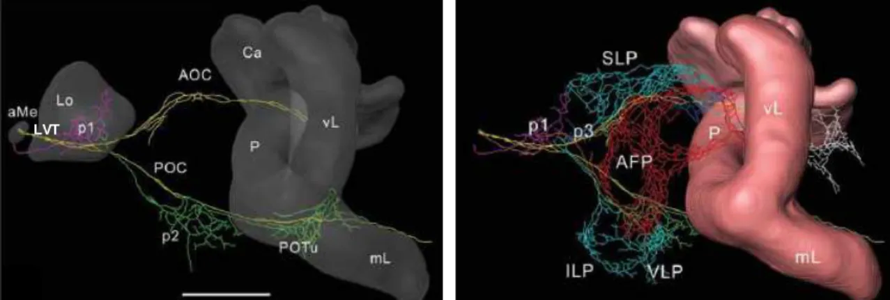 Abb. 1.7:  Die PDF-Neuriten im lateralen Protocerebrum der Schabe Leucophaea maderae. 