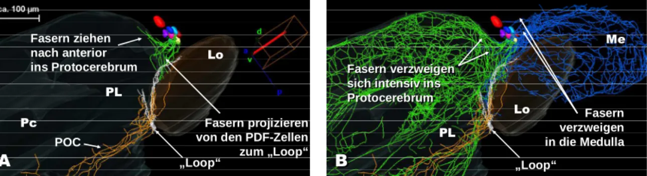 Abb. 3.17:  Die von den PDF-Neuronen ins Protocerebrum und in den „Loop“ projizierenden Neuriten