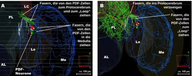 Abb. 3.18:  Übersicht: PDF-Neurone und ihre Projektionen. Linke Hemisphäre, anterior. Erklärung s