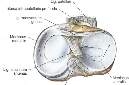 Abbildung 1.1: Kniegelenk und Menisken von proximal nach Durchtrennung der Gelenkkapsel und  Kreuz- und Seitenbändern  129