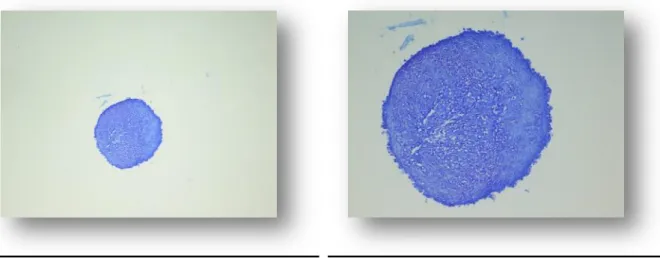 Abbildung 3.17: Stammzellaggregat, Tag 1  DMMB 4x   