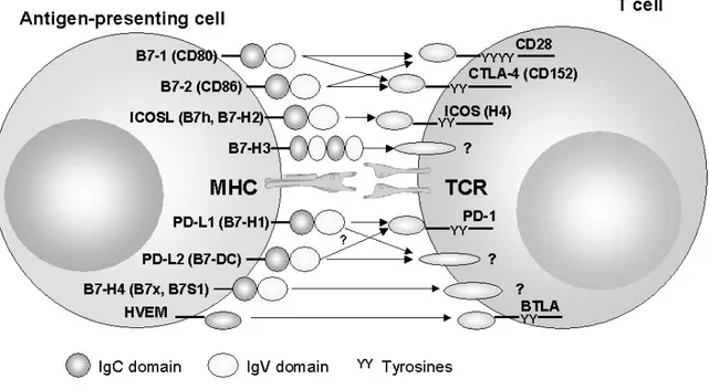 Abbildung 1.2.: Kostimulatoren der B7-Familie: Signale über CD28 und ICOS wirken kostimulatorisch, während Signale über CTLA-4 oder PD-1 koinhibitorisch in die Signalkaskade  eingrei-fen