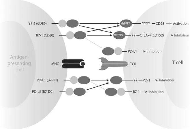 Abbildung 1.3.: Ligandenpaare der B7-Familie zwischen T-Zelle und APC: PD-1-Aktivierung bzw