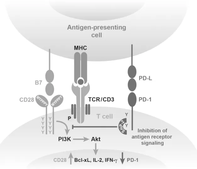 Abbildung 1.4.: Signalwirkung von PD-L1: Ligandeninteraktion von PD-L1/PD-1 führt zu einer Unter- Unter-brechung der Antigenrezeptor-Signalkaskade und damit zu einer Hemmung der  T-Zell-Funktionalität