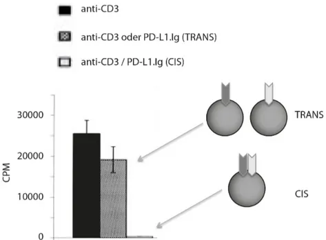 Abbildung 1.5.: PD-1/TCR-Kolokalisation als Voraussetzung für PD-L1-vermittelte Inhibition: Da aus- aus-schließlich simultane Präsentation von PD-1- und TCR-Stimuli auf gemeinsamem Bead zur T-Zell-Hemmung führten, während separate Präsentation auf getrennt
