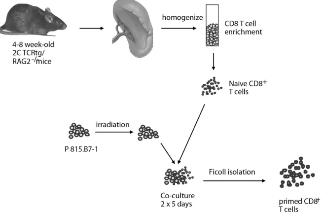 Abbildung 2.1.: Gewinnung und Aufbereitung von murinen T-Zellen: Nach Tötung durch CO 2 -Narkose und Entnahme der Milz wurden T-Zellen mit Hilfe von Isolierungskits gewonnen,  auf-gereinigt, die CD8 + Konzentration durchflusszytometrisch bestimmt und ansch