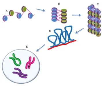 Figure  3  |  Hierarchical  folding  of  chromatin.  (A)  Beads-on-a-string  array. 
