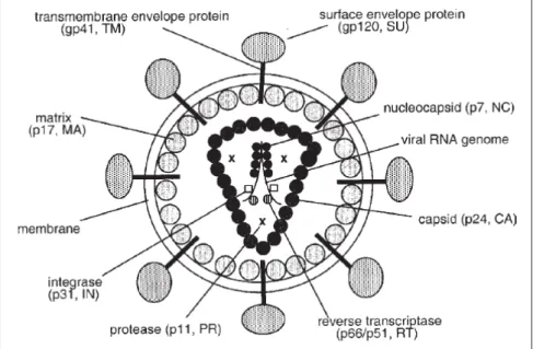 Abbildung 2.1.: Viruspartikel (Reproduziert aus Ref. [32]): Schematische Darstellung eines maturen HIV-1 Virions