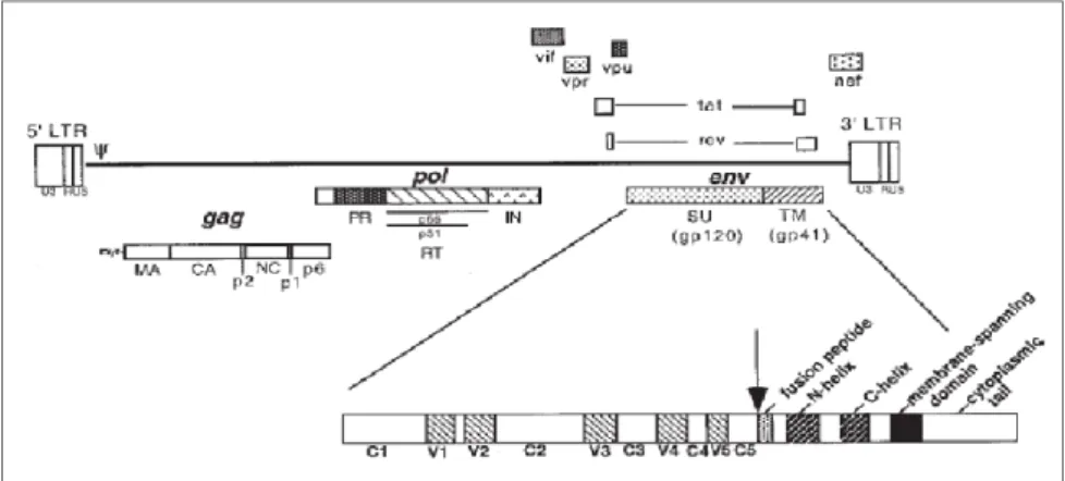 Abbildung 2.2.: Organisation des HIV-1 Genoms (Reproduziert aus Ref. [32]).