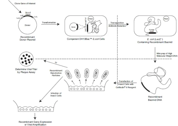 Abbildung 6.1.: (Reproduziert aus dem ”Bac-to-Bac Usermanual” von Invitrogen) Schematische Darstellung der einzelnen Schritte zum Einbringen von Fremd-DNA in die Baculovirus-DNA.