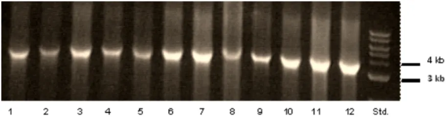 Abbildung 7.4.: PCR Produkt von Proben der 12 aufgereinigten Bacmid Klone Spur Std.: DNA-Längenstandard (1 kb, New England Biolaps)Spur 1-12: