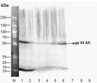 Abbildung 7.5.: Western Blot zum Nachweis von gp 64 auf der Oberfläche von 6 aus- aus-gewählten Klonen des rekombinanten Baculovirus mit der integrierten Gensequenz des gag-Gens aus dem HIV-Isolat ZM96 Spur M.: Page Ruler Plus Ladder Standard Spur 1-6: Bac