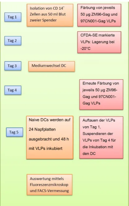 Abbildung 7.9.: Schematische Darstellung des zeitlichen Ablaufs des Experiments zur Aufnahme von M-VLPs in DCs