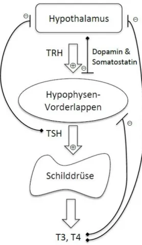 Abbildung 1: Regelkreis der Schilddrüsenhormonausschüttung 