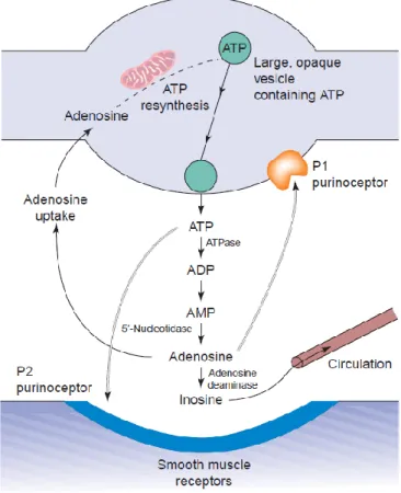 Figure  1: Purinergic transmission in a neuromuscular junction. Synthesis, storage, release, and inactivation of  ATP are depicted (Burnstock, 2006a)